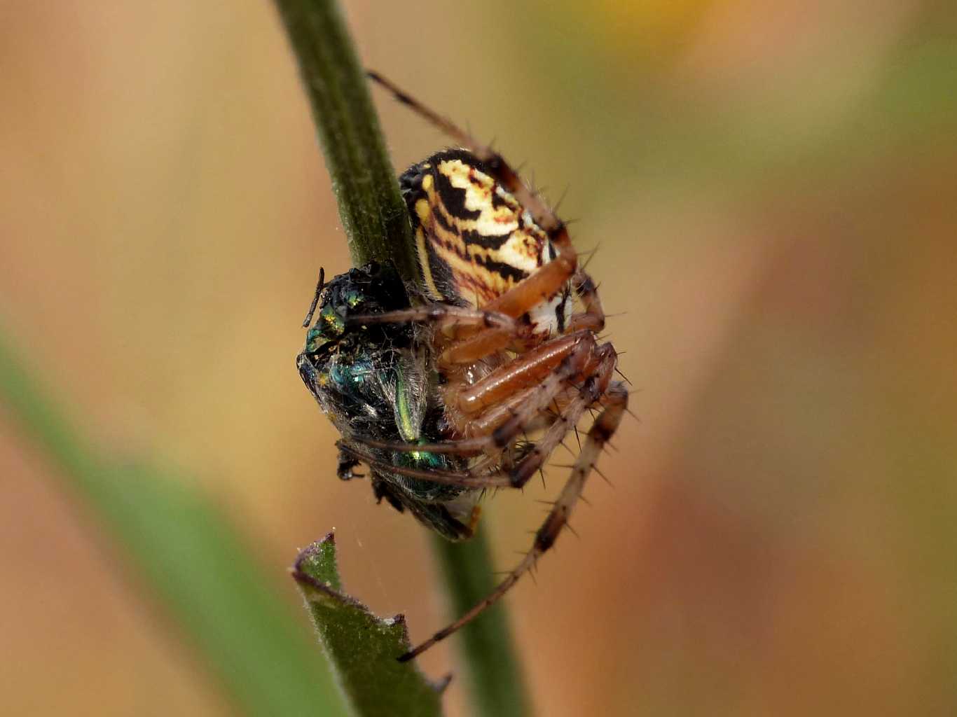 Neoscona adianta con preda . Palau (OT)